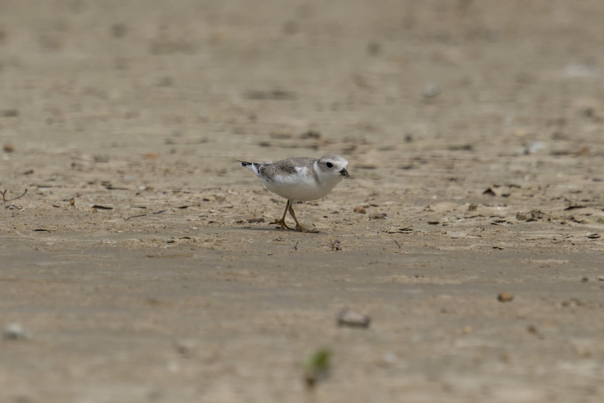 Pluvier siffleur - ML644688231