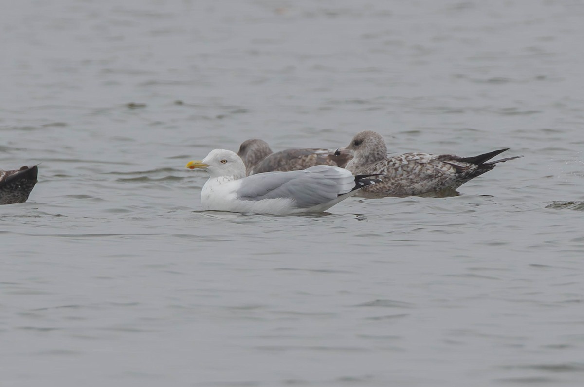 Goéland hudsonien - ML644688232