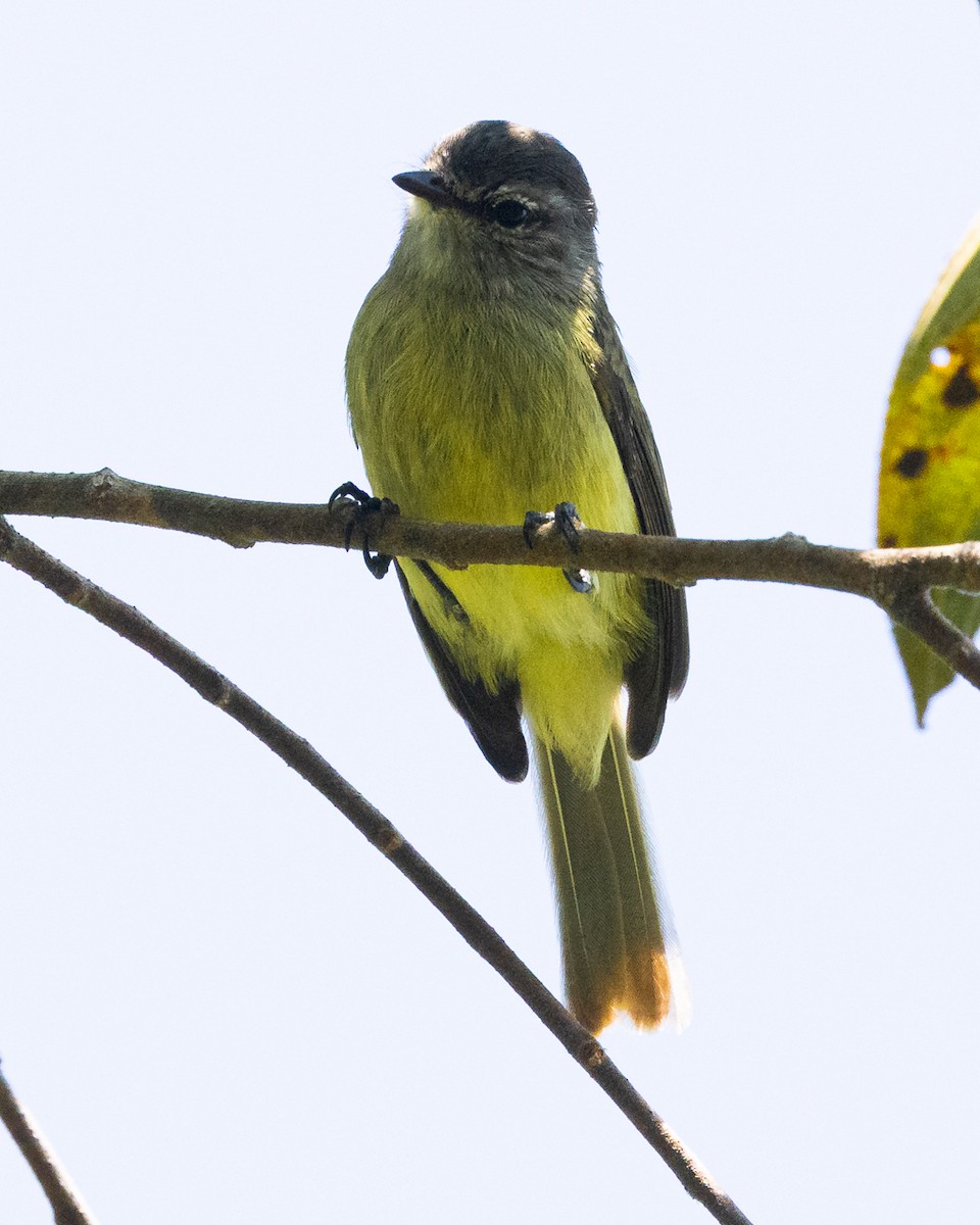 Tyranneau nain - ML644688234