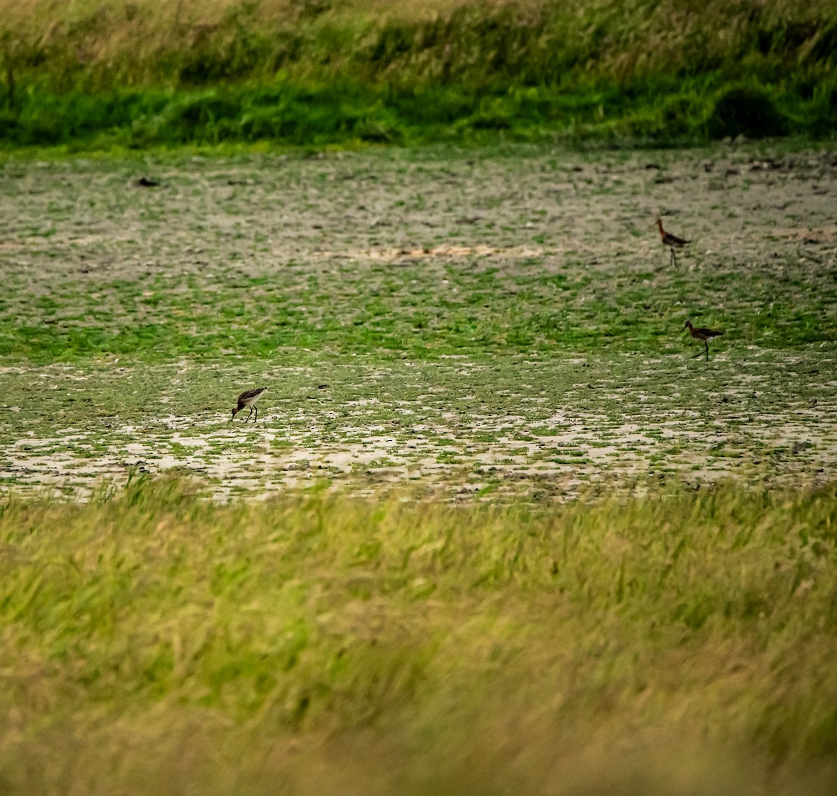 Barge à queue noire - ML644688236