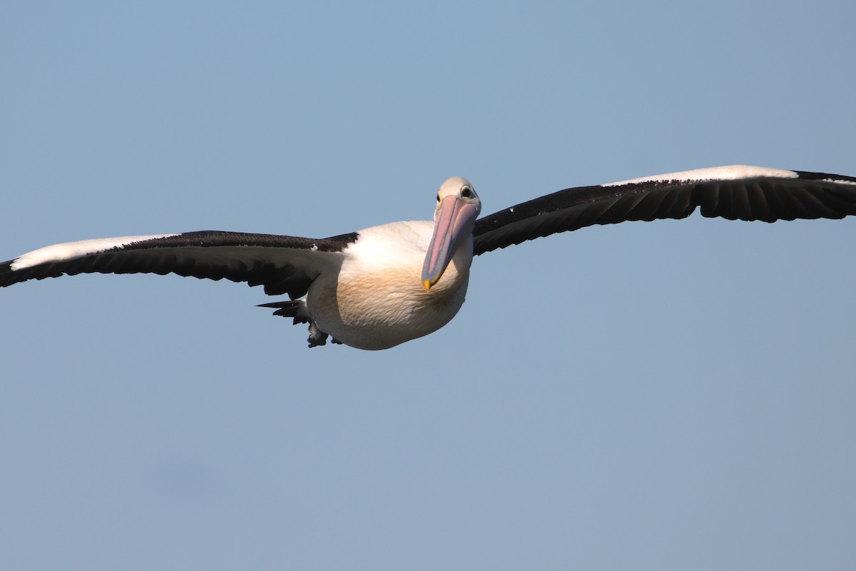 australiapelikan - ML644688242