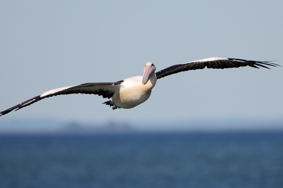 australiapelikan - ML644688244