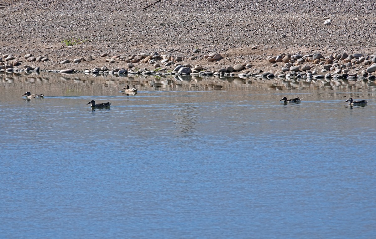 Canard souchet - ML644688246