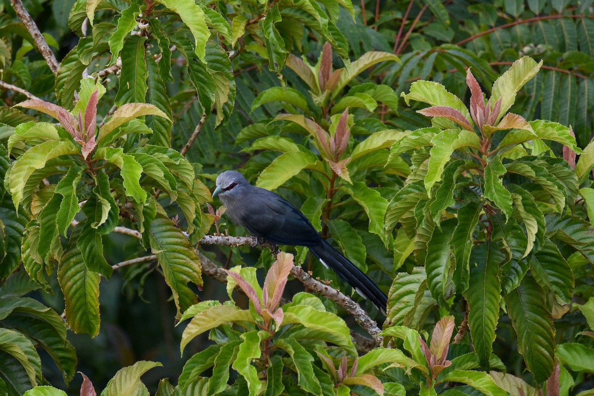 Malcoha sombre - ML644688248