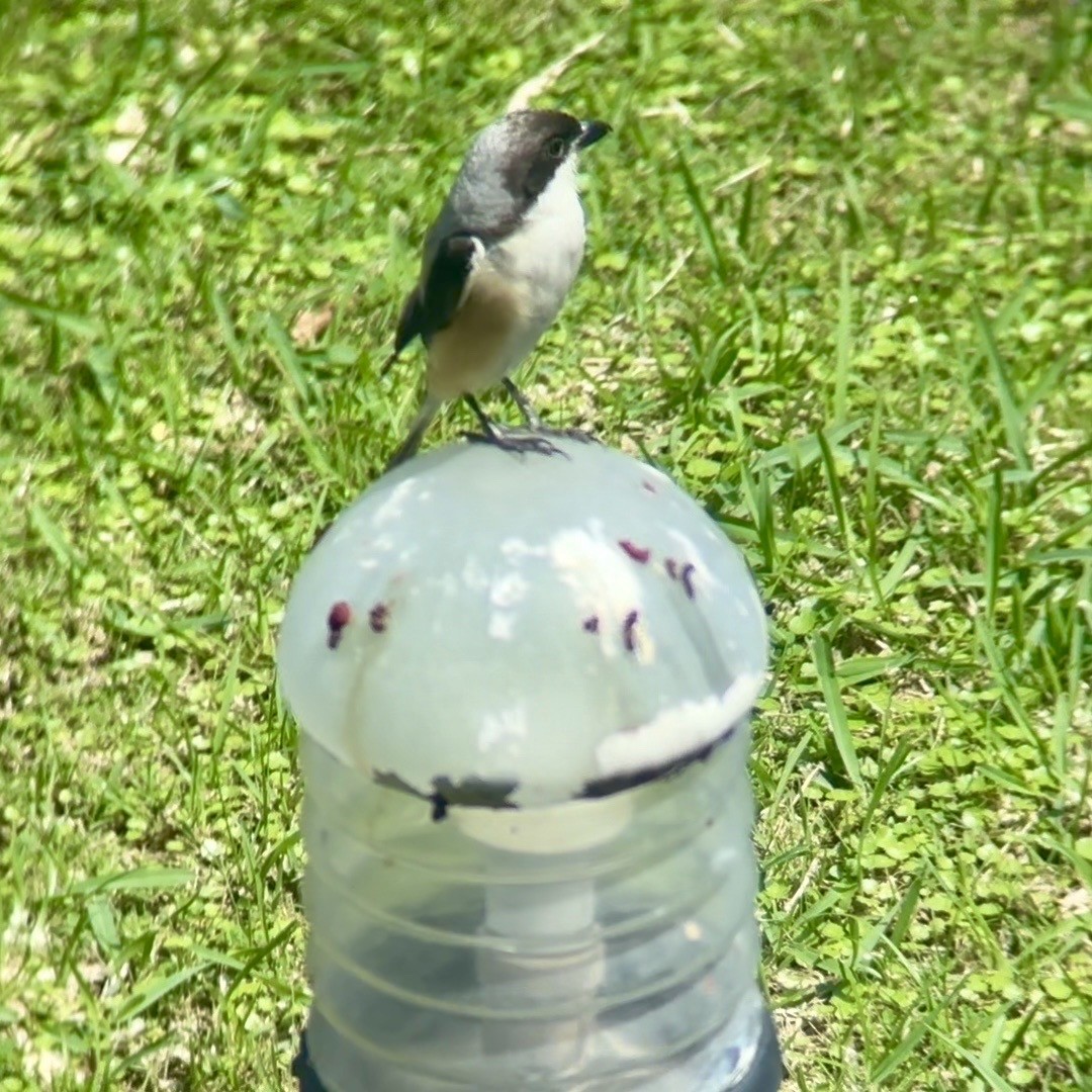 Pie-grièche schach (bentet) - ML644688249