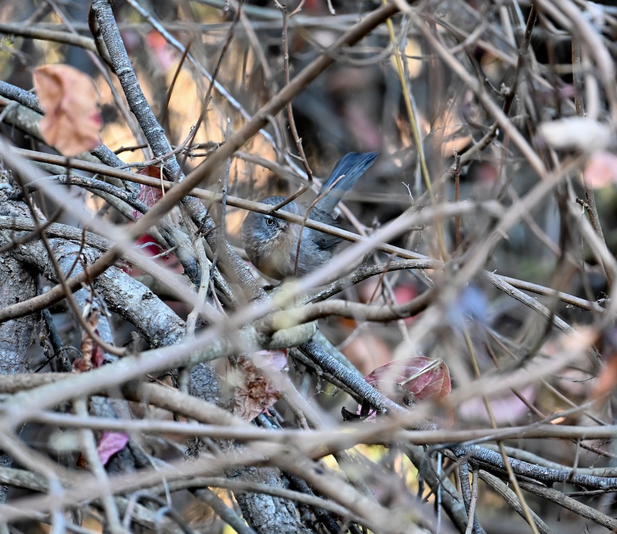 Cama brune - ML644688250