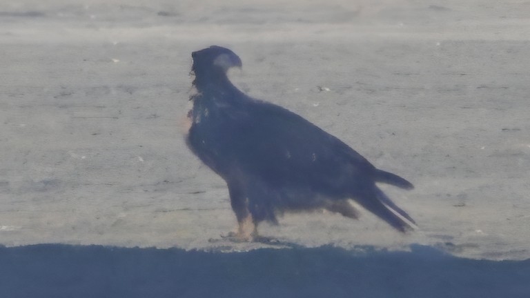 Pygargue à tête blanche - ML644688251