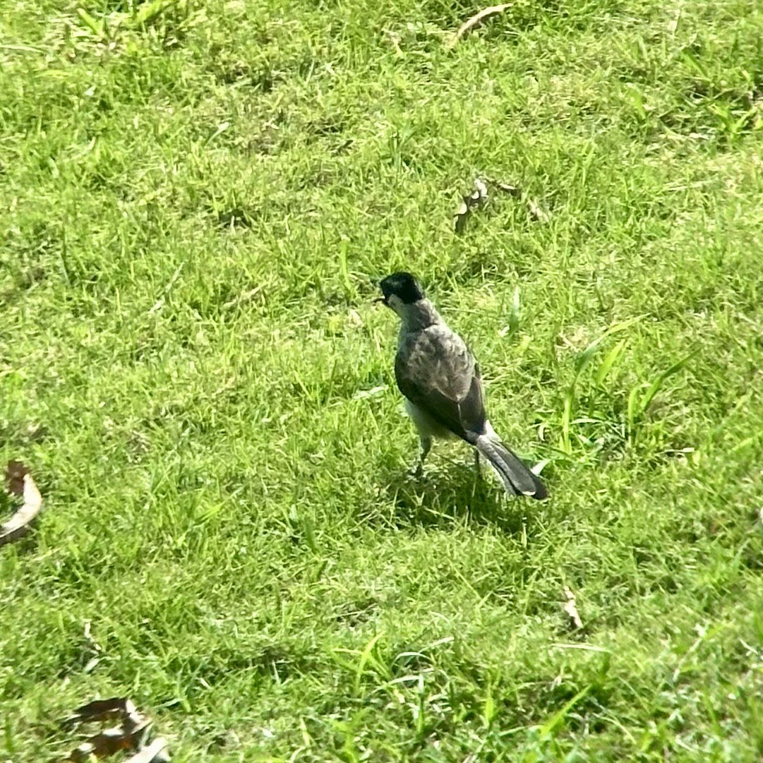 Bulbul cul-d'or - ML644688252