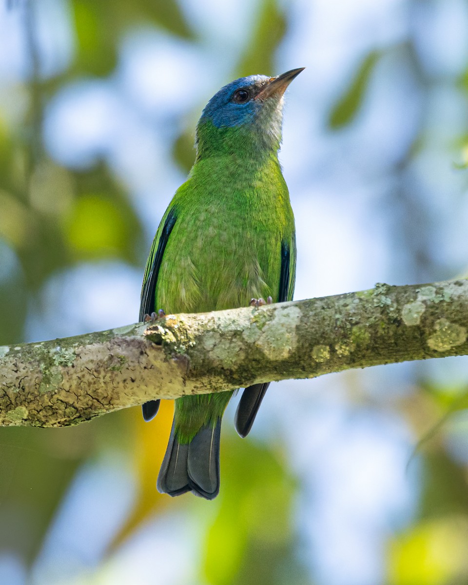 Dacnis bleu - ML644688253