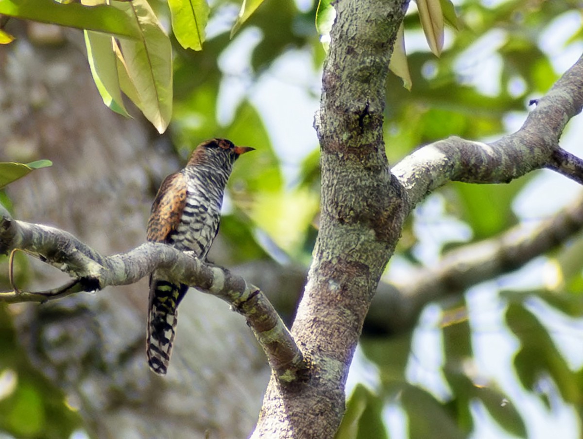 Coucou violet - ML644688254