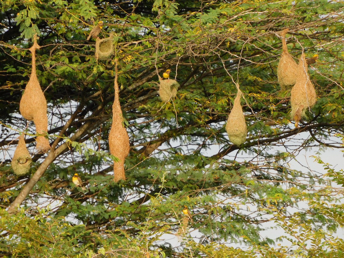 Tisserin baya - ML644688255