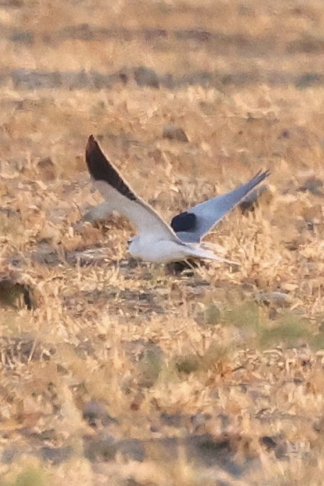 Élanion blanc - ML644688256