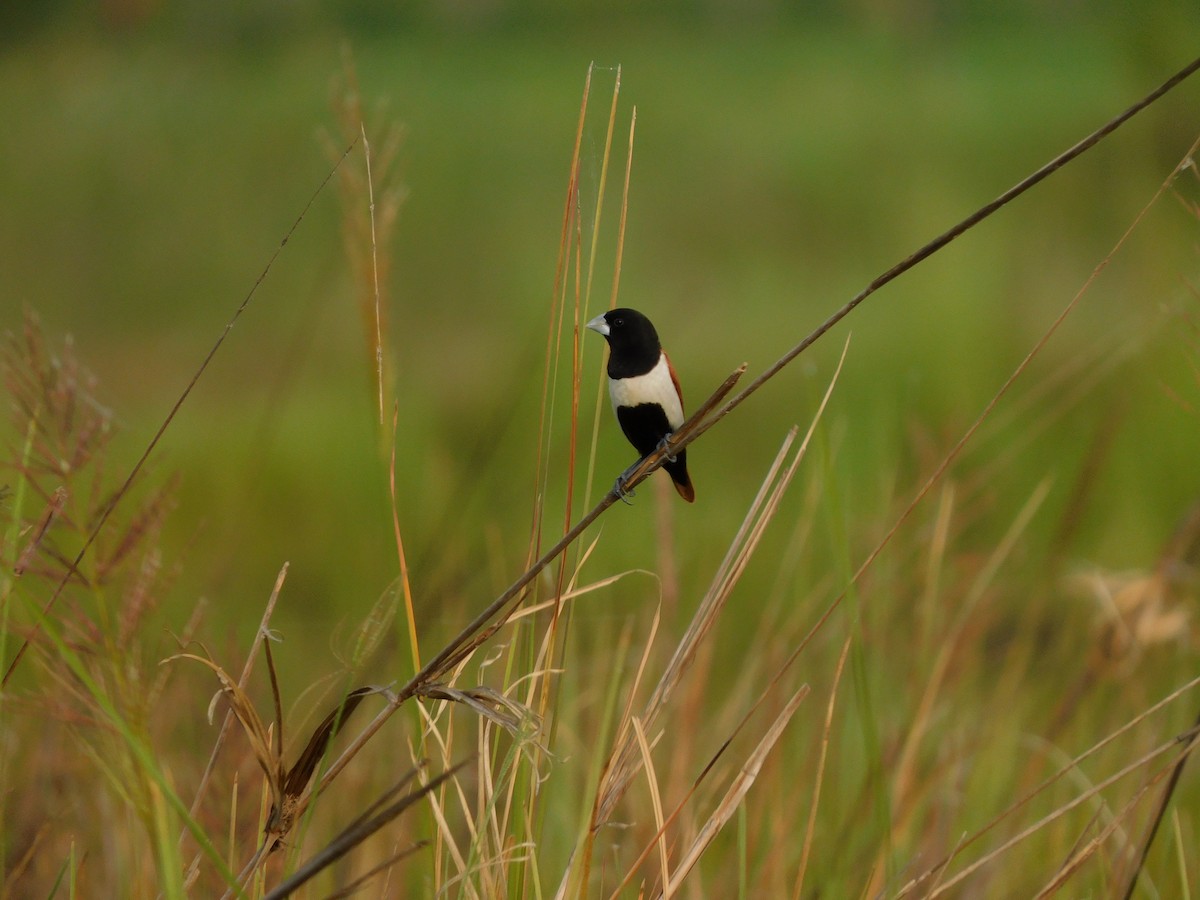 Capucin à dos marron - ML644688257