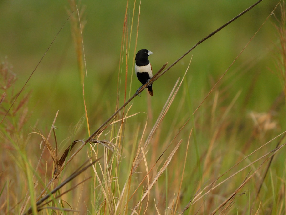Capucin à dos marron - ML644688258