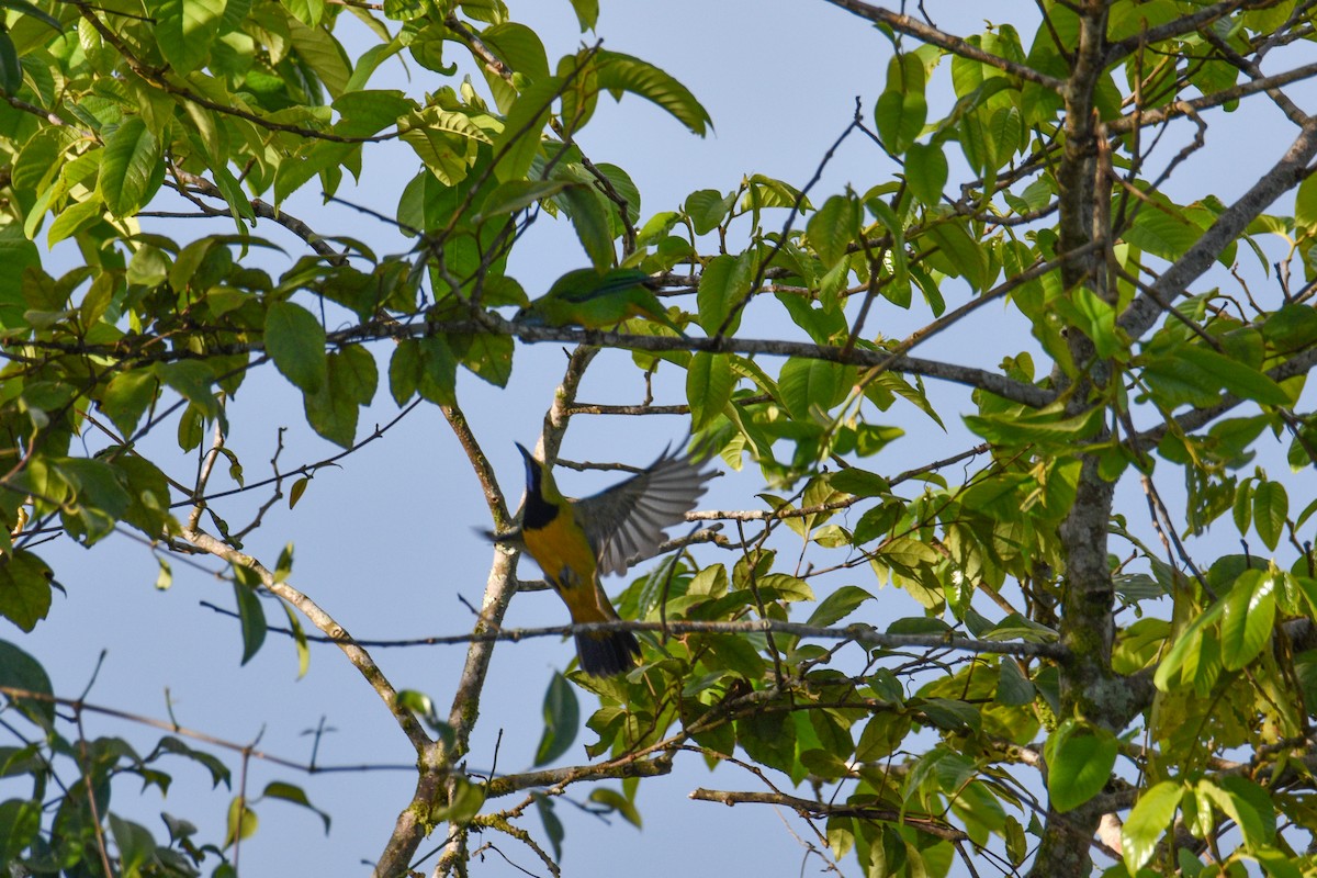 oransjebukbladfugl - ML644688259