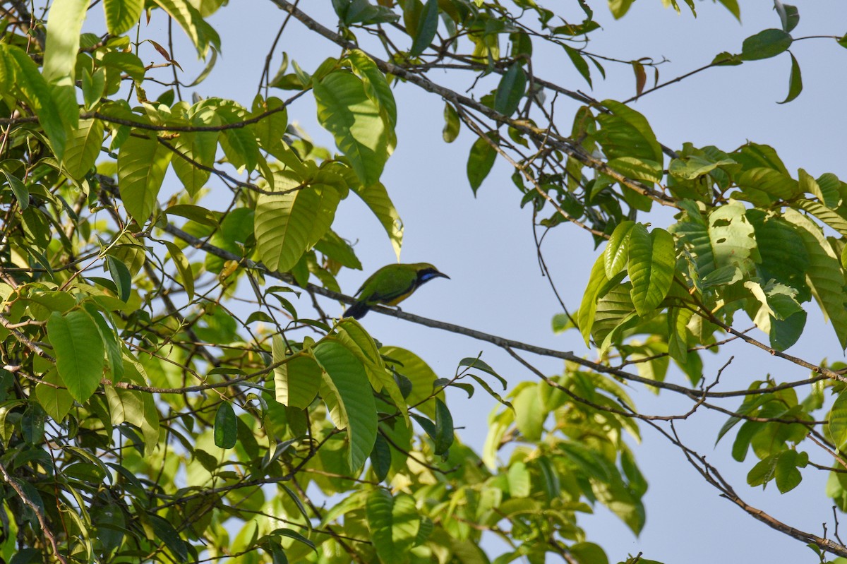 Verdin de Hardwicke - ML644688260