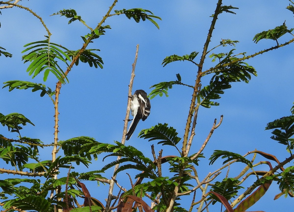 Minivet à ventre blanc - ML644688261