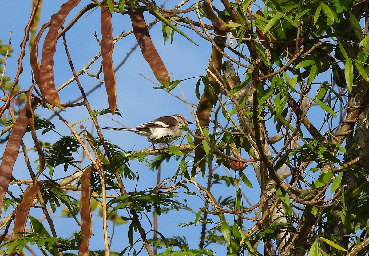Minivet à ventre blanc - ML644688262