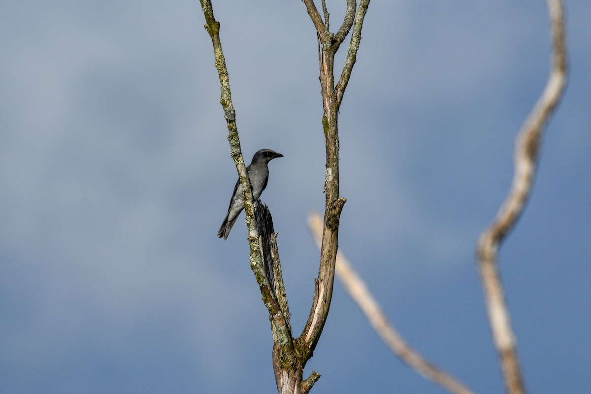 malaylarveeter - ML644688264