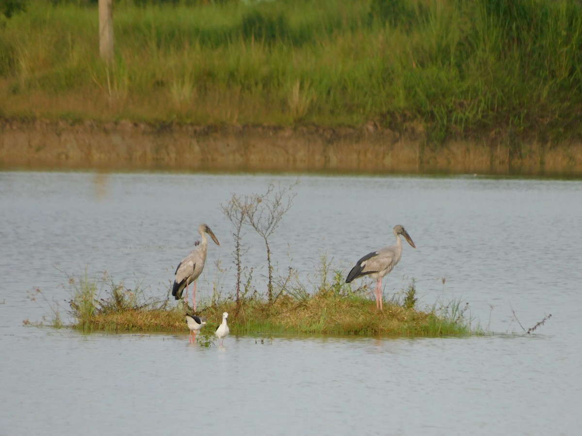 stylteløper - ML644688265