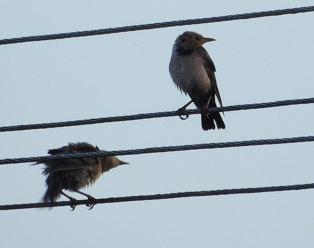 rosenstær - ML644688266