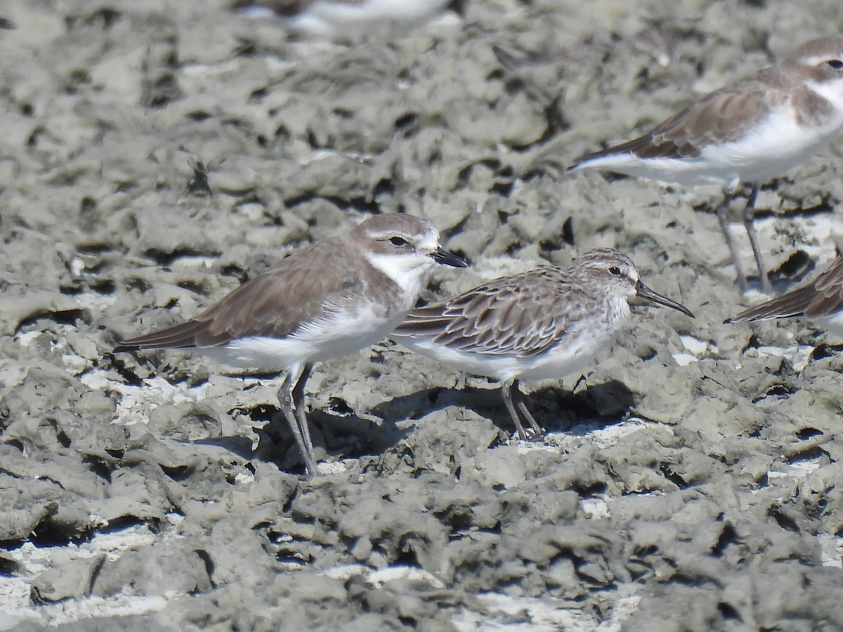 tibetlo - ML644688267