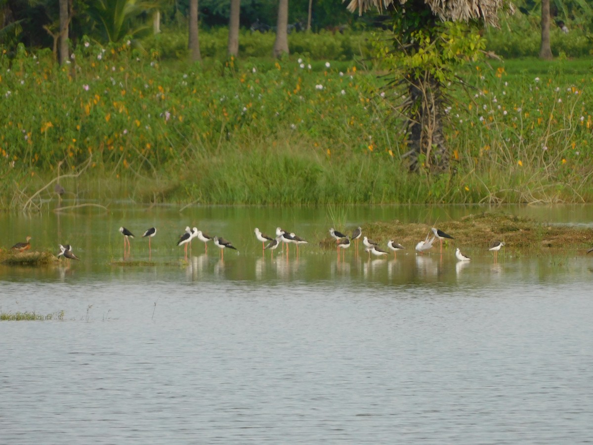 stylteløper - ML644688268