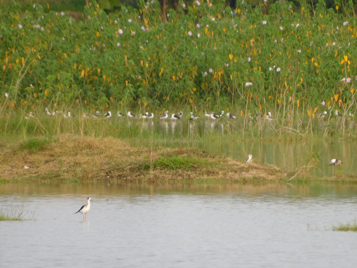 stylteløper - ML644688269