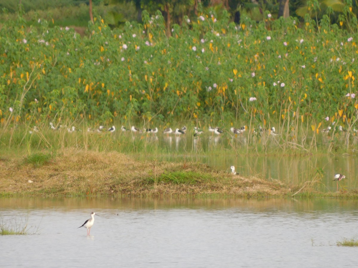 stylteløper - ML644688270