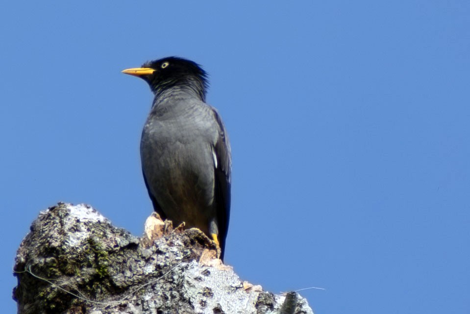 javastær - ML644688273