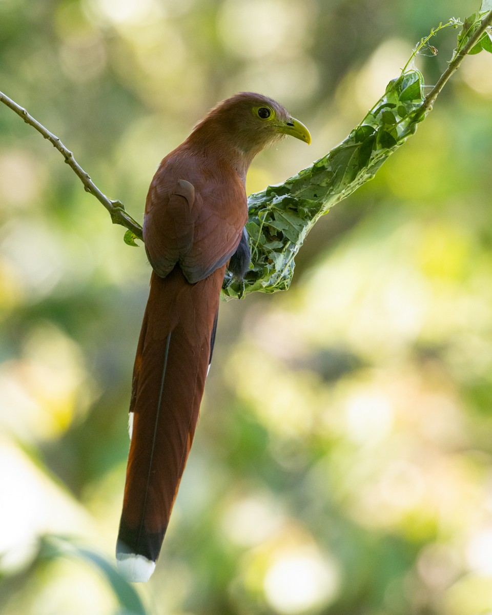 ekorngjøk - ML644688274