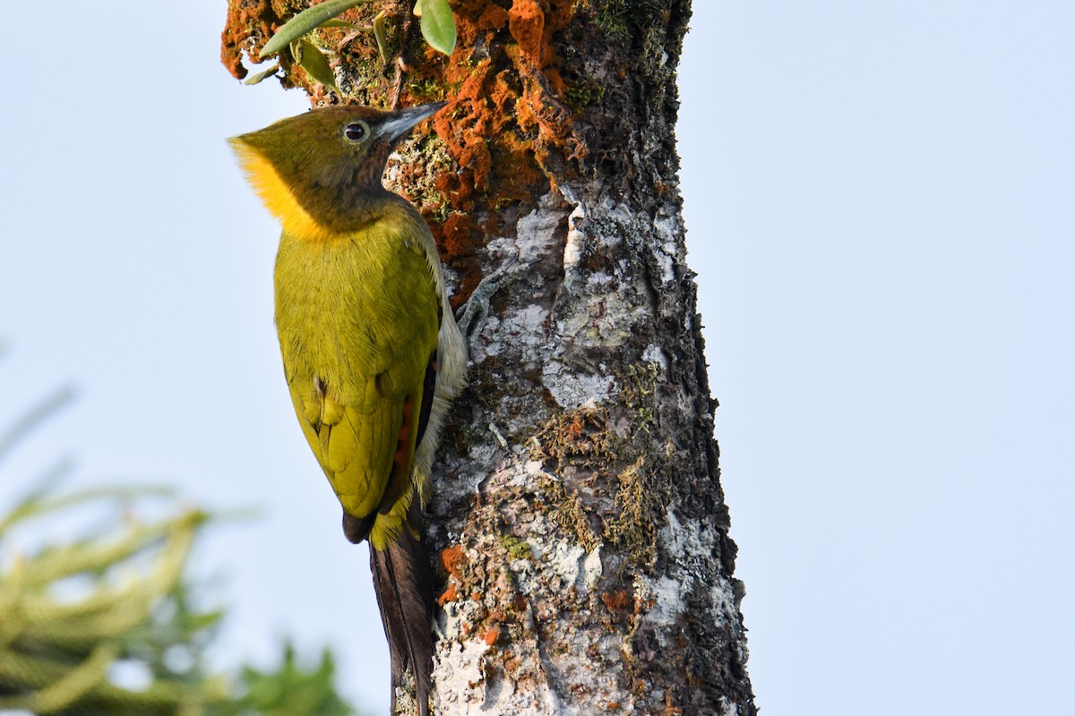 gultoppspett - ML644688276