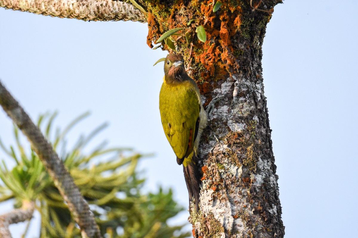 gultoppspett - ML644688277