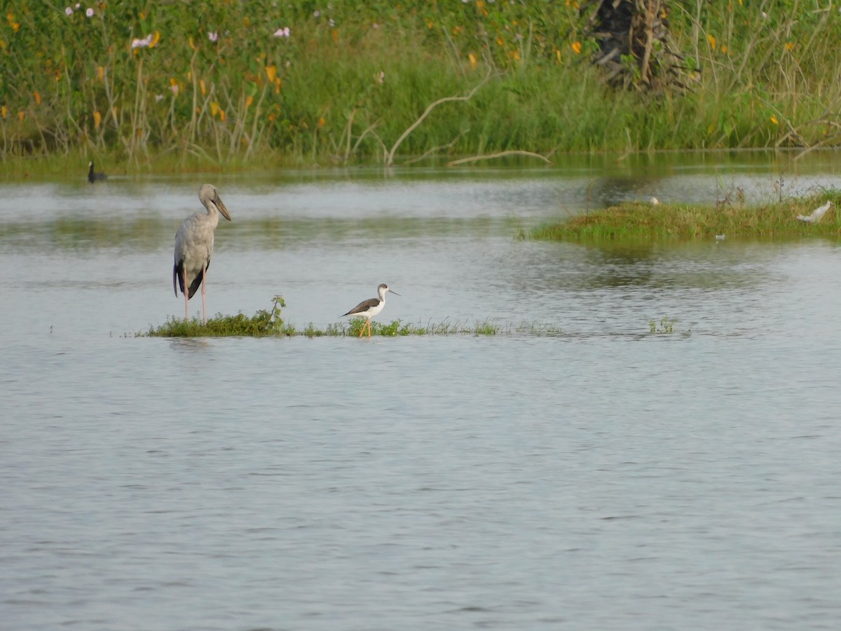 stylteløper - ML644688278