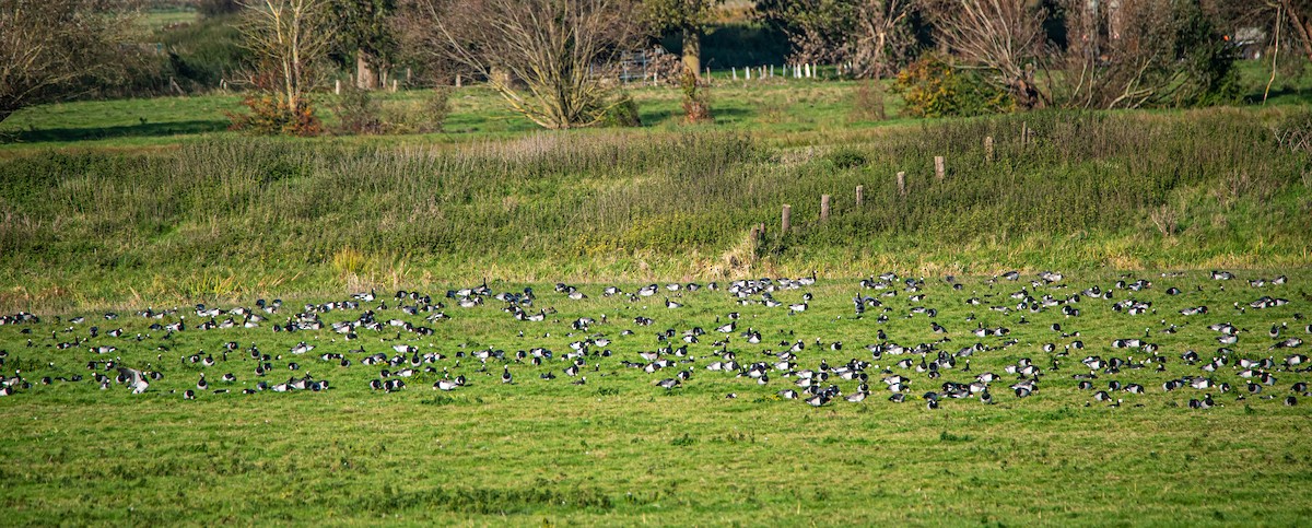 hvitkinngås - ML644688280