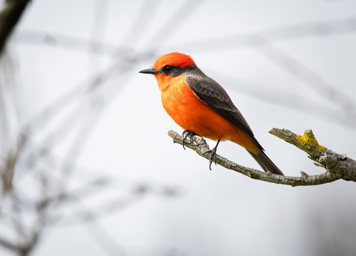 rubintyrann - ML644688281