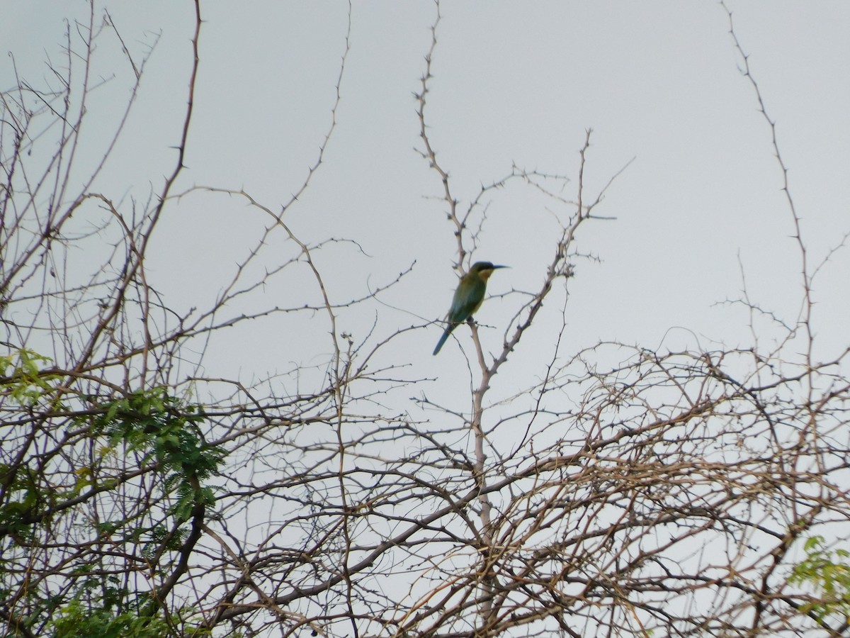 blåstjertbieter - ML644688282