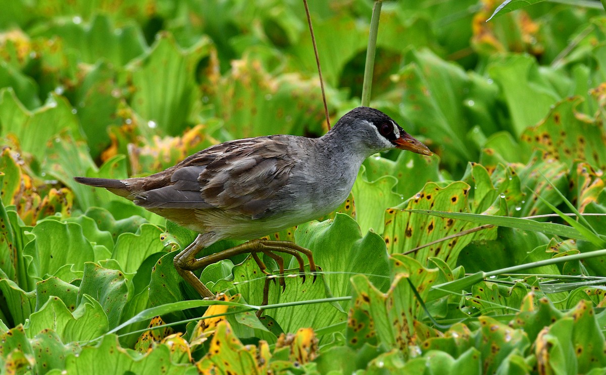 bladrikse - ML644688283