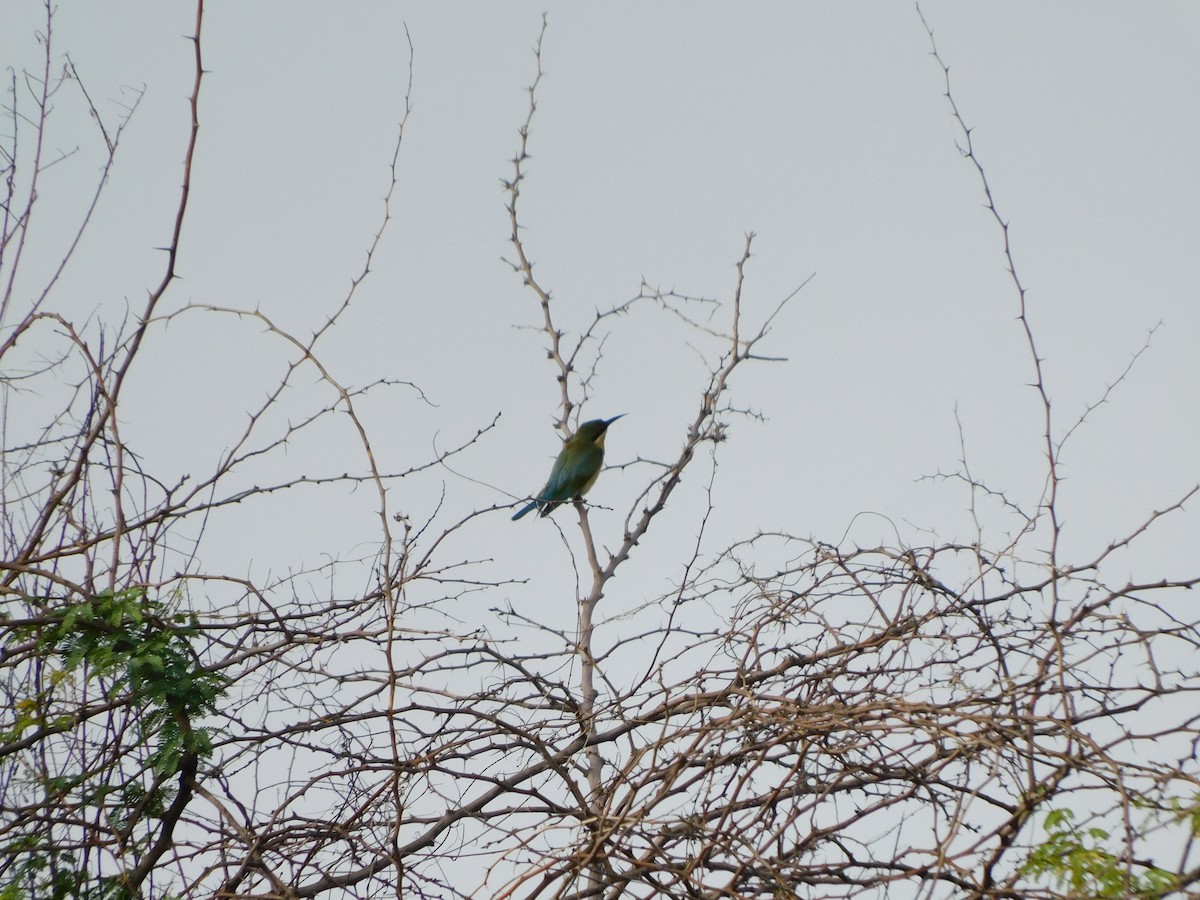 blåstjertbieter - ML644688284