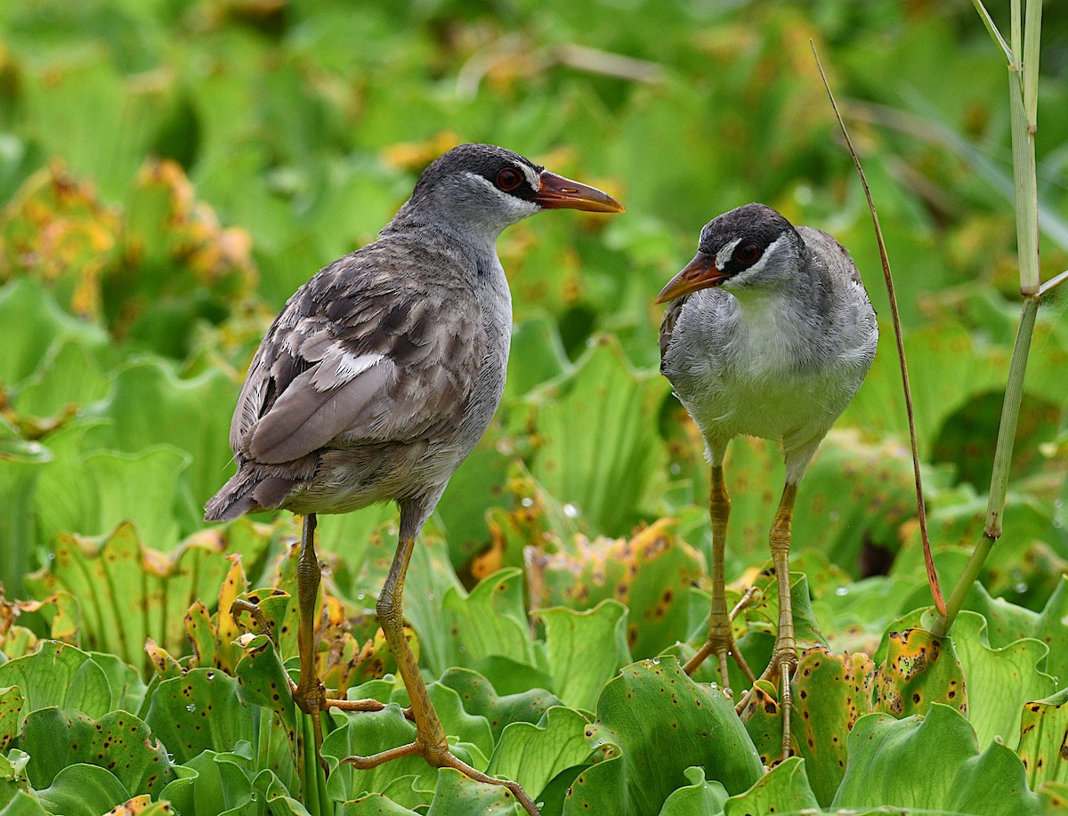 bladrikse - ML644688285