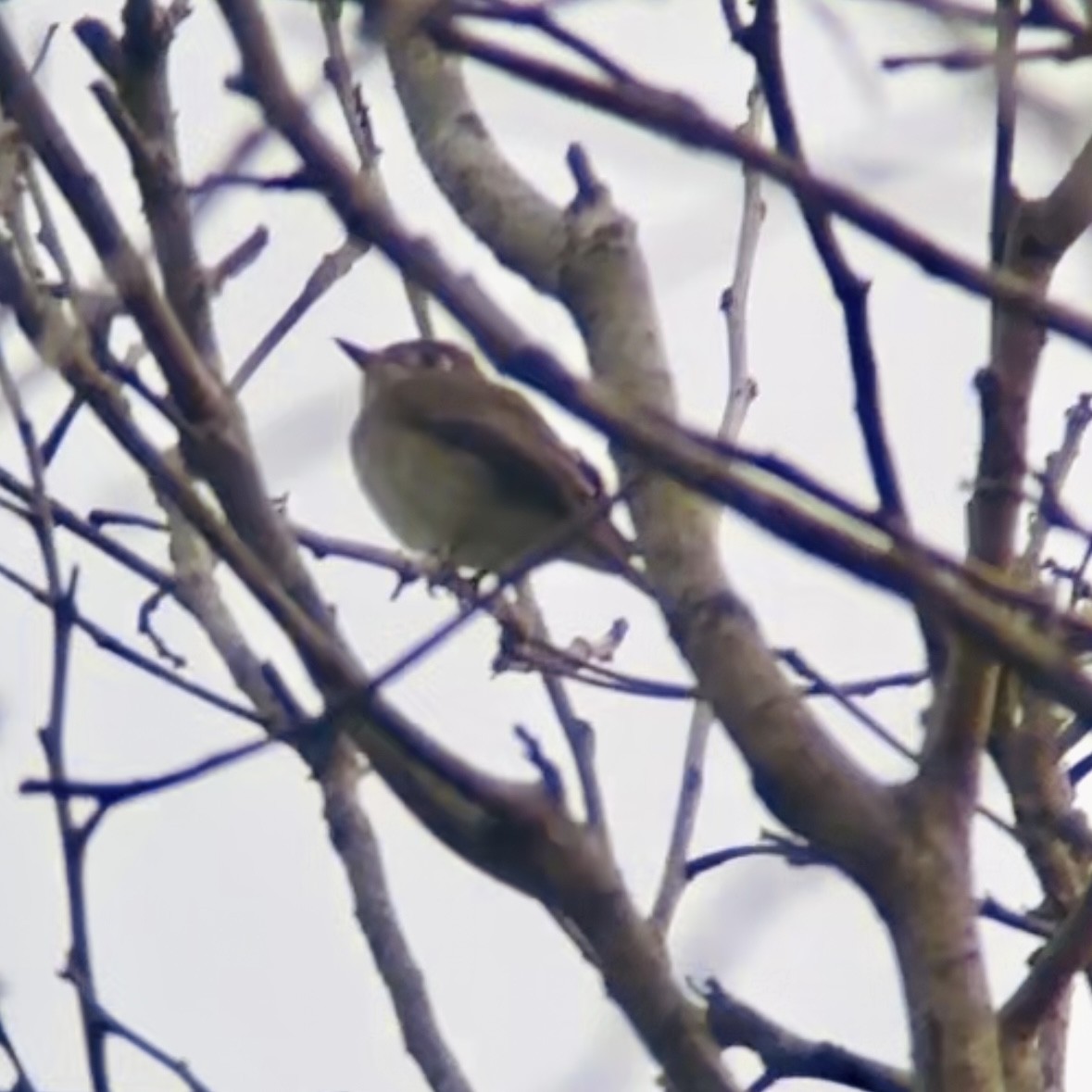 brunfluesnapper - ML644688286