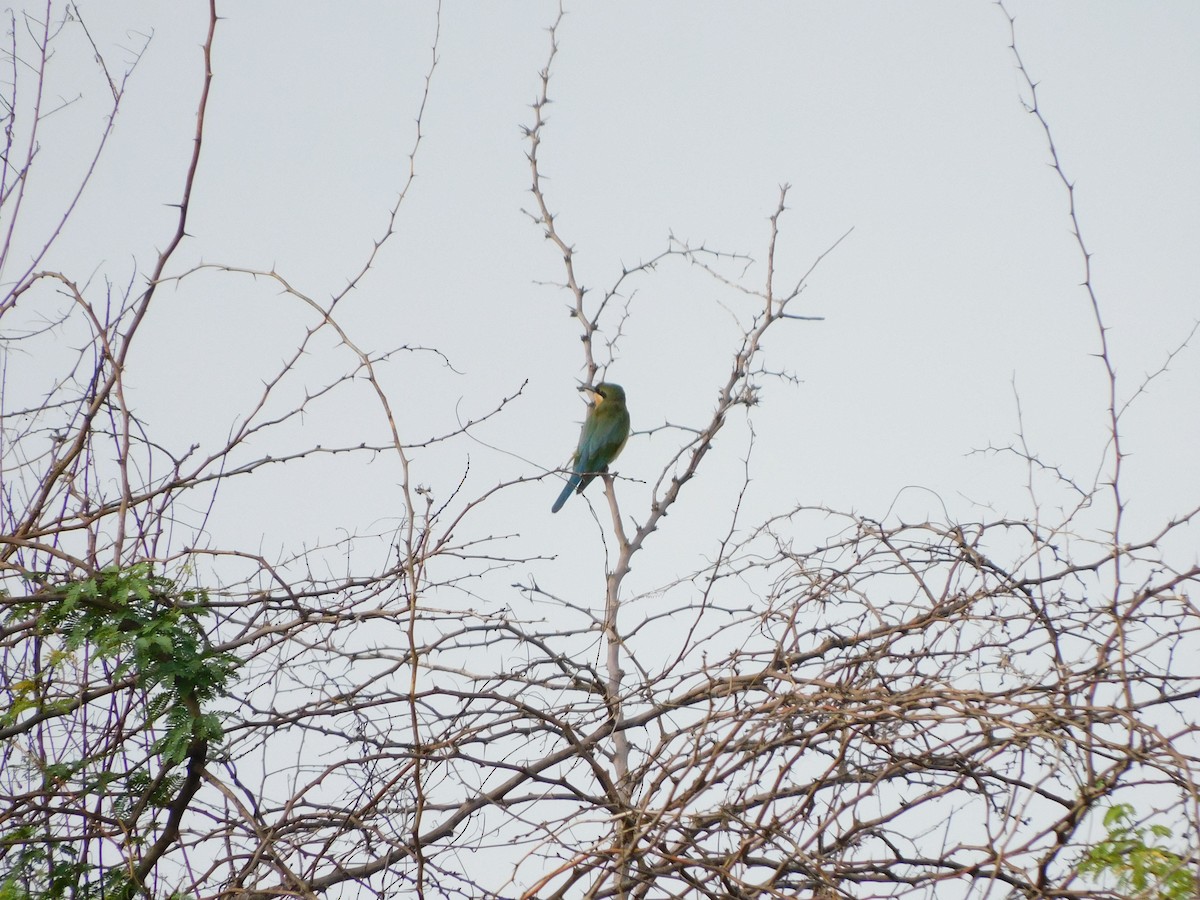 blåstjertbieter - ML644688287