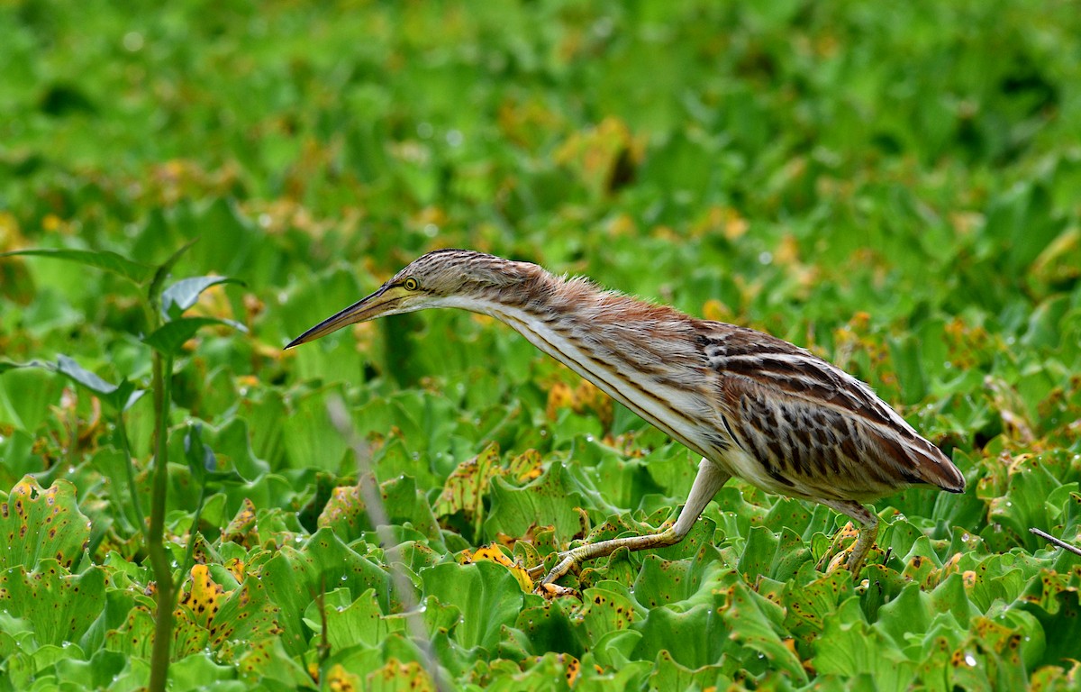 okerrørdrum - ML644688289