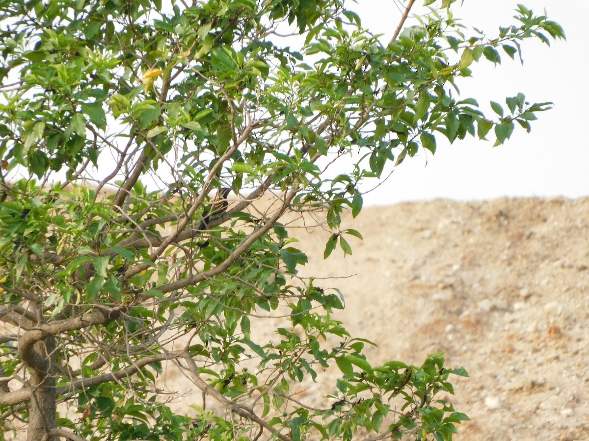 bengalspett - ML644688290