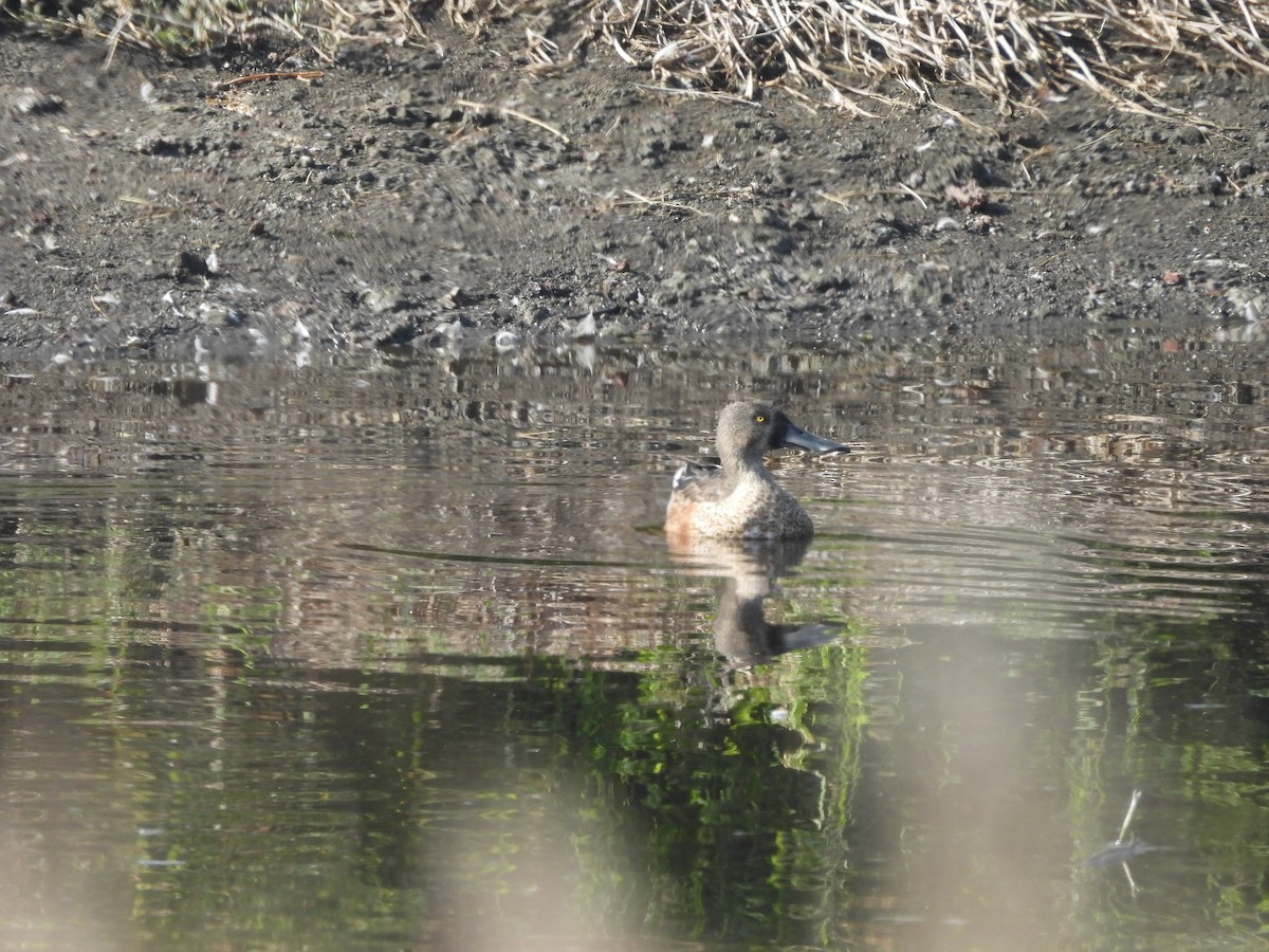 skjeand - ML644688291