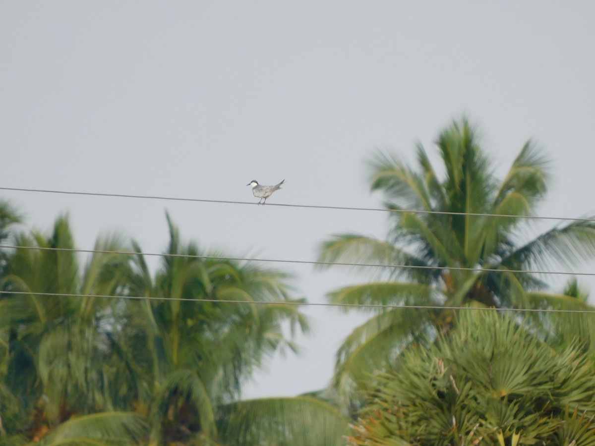 クロハラアジサシ - ML644688296