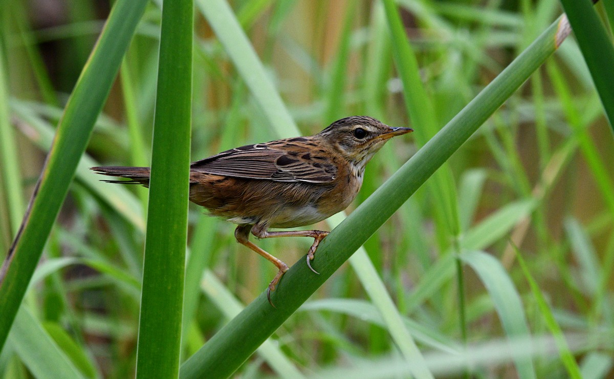 Кобилочка співоча - ML644688298
