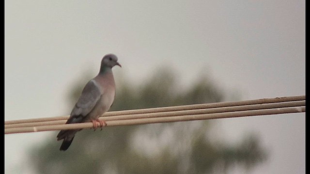 Stock Dove - ML644688299