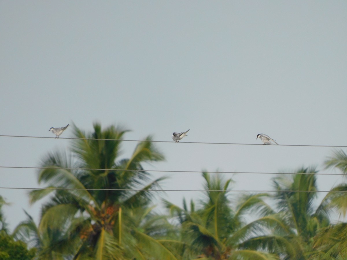 クロハラアジサシ - ML644688302