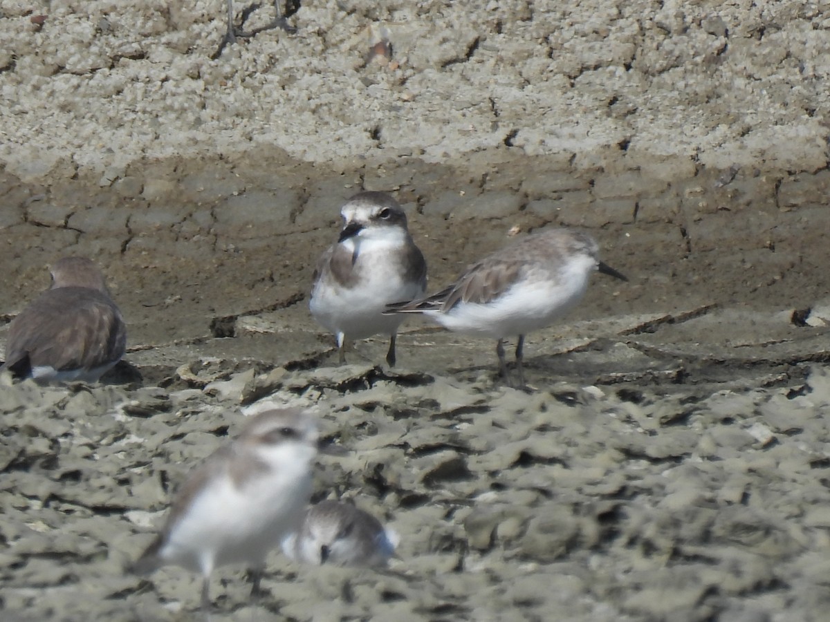sand-plover sp. - ML644688303